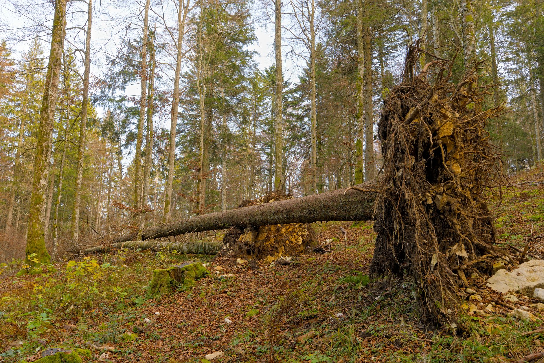 Enlèvement arbre urgence équipe à Lanester